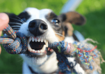 limpieza de dientes en perros